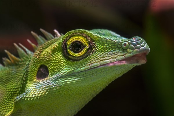 Green crested lizard