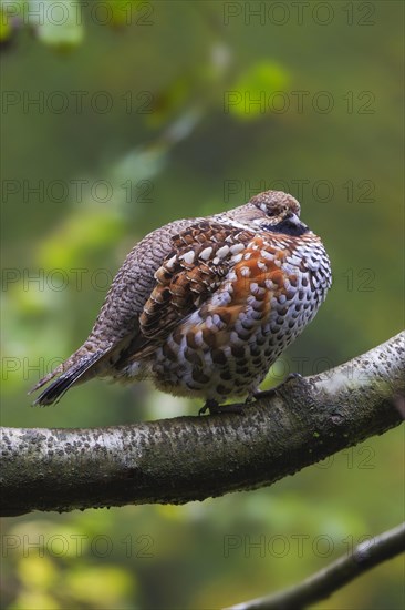 Hazel grouse