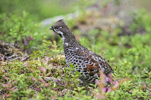 Hazel grouse