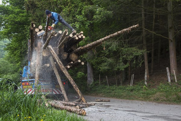 Forester cutting too long logs with chainsaw after loading felled tree trunks on logging truck in forest