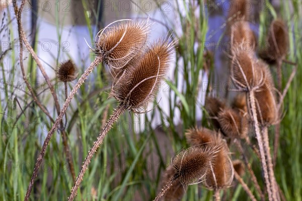 Common switchgrass