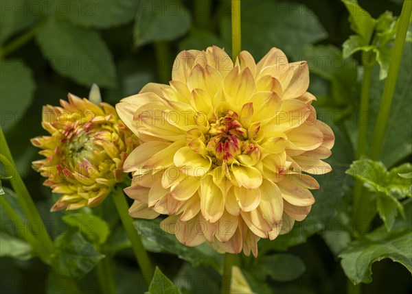 Ball dahlias