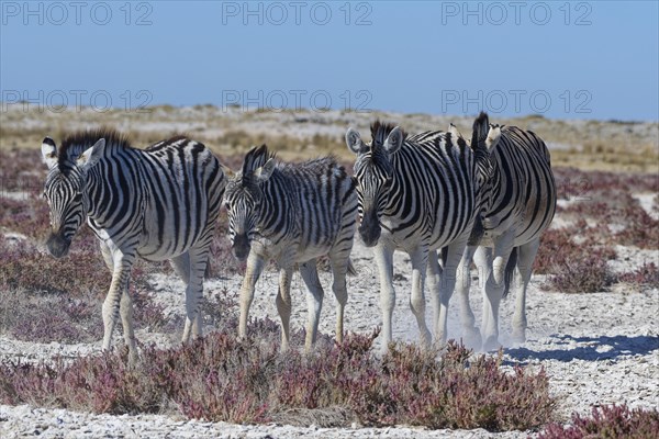 Burchell's zebras