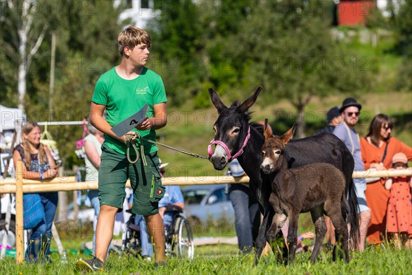 Donkey foal