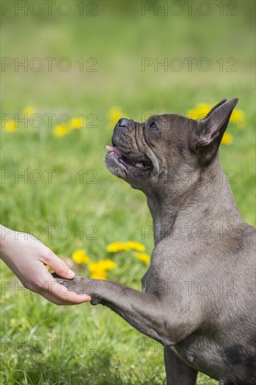 Sitting Lilac French bulldog