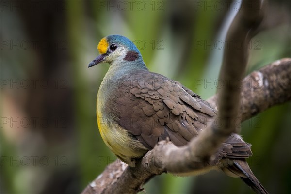 Sulawesi ground dove