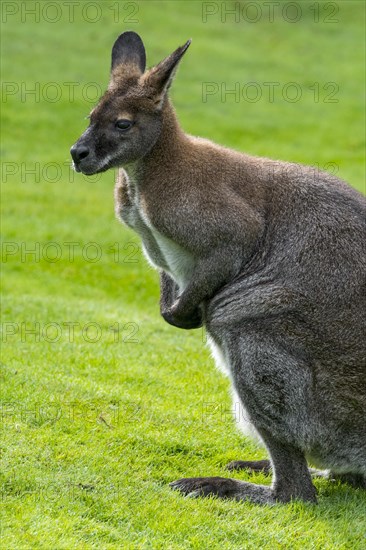 Red-necked wallaby