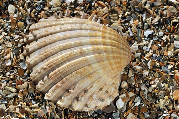 Prickly cockle