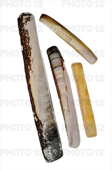 Collection of Solenidae shells: Pod razor