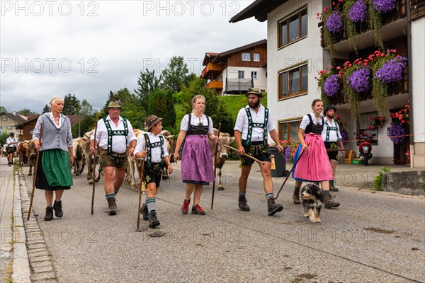 Alpine herdsman family leading cattle