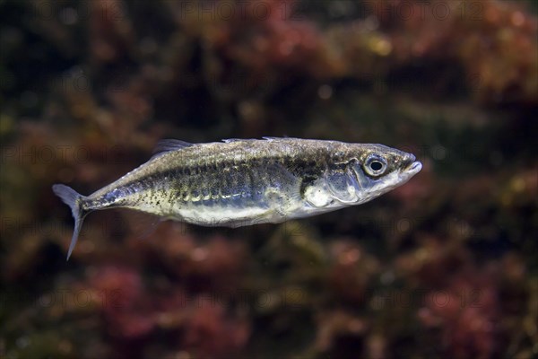 Three-spined stickleback