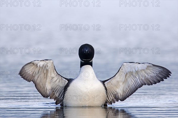 Common loon