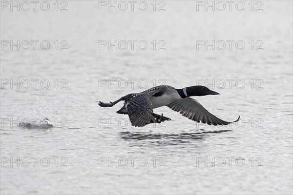 Common loon