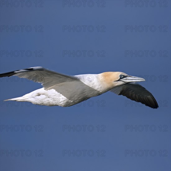 Close up of Northern gannet
