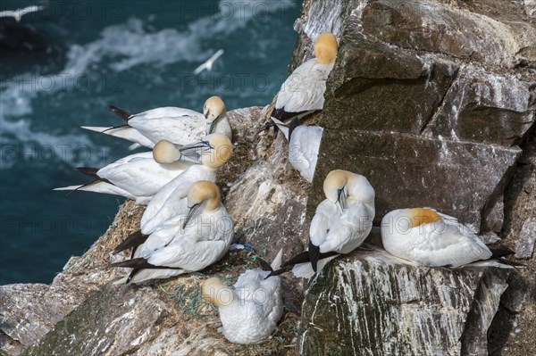 Northern gannets