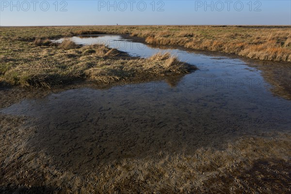 Mudflat in the Verdronken Land van Saeftinghe