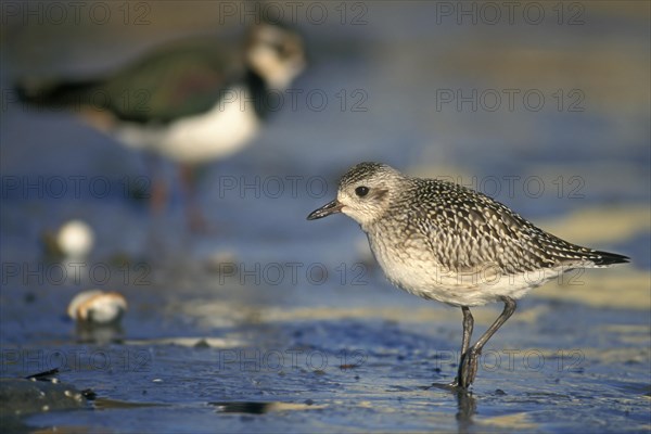 Grey plover