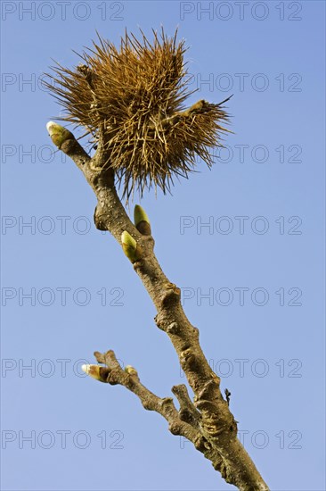 Sweet Chestnut