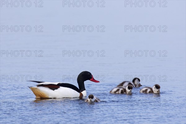 Common shelduck