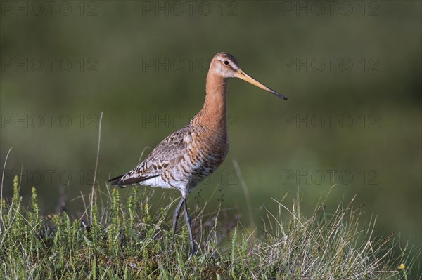 Black-tailed godwit