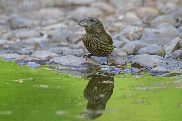 Red crossbill