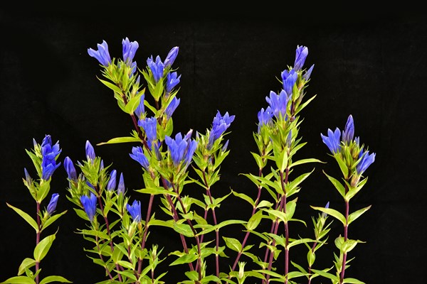 Flowering gentian