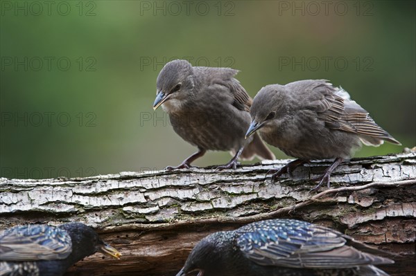 Two Common Starling