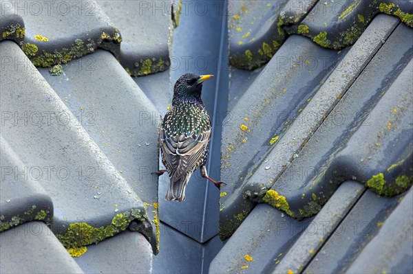 Common starling