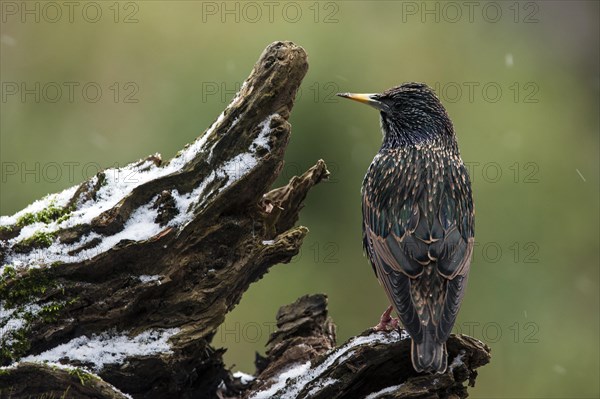 Common Starling