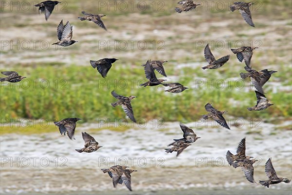 Flock of young European starlings