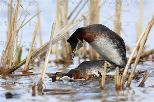 Red-necked Grebe