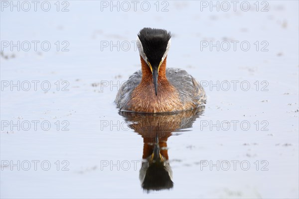 Red-necked grebe