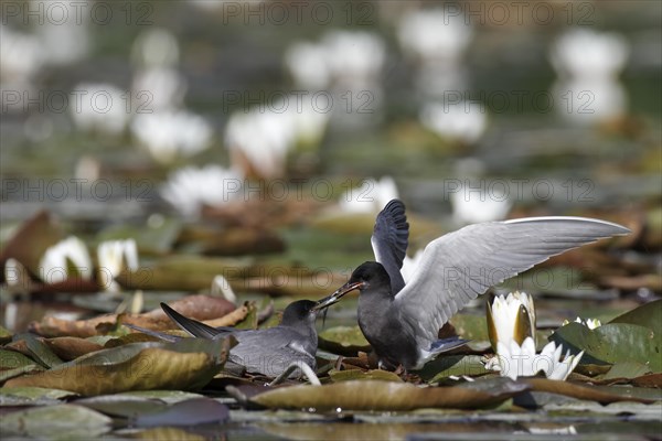 Black Tern