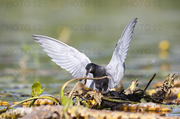 Black Tern