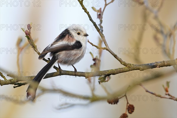 Long-tailed tit