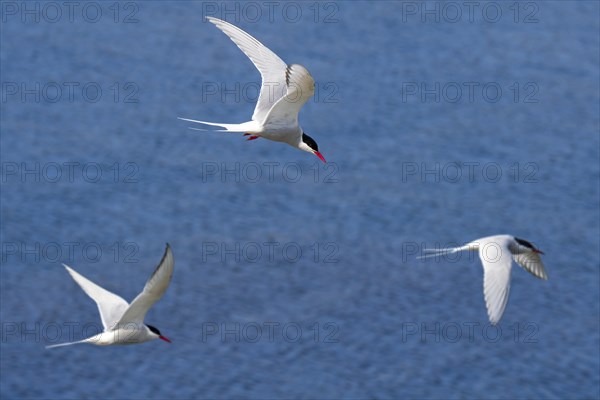 Three Arctic terns