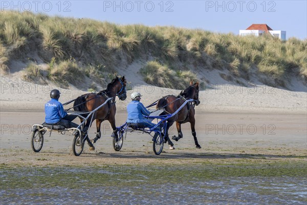 Two harness racing horses being exercised on the beach