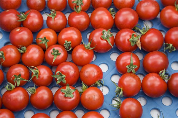 Plastic crate with red tomatoes