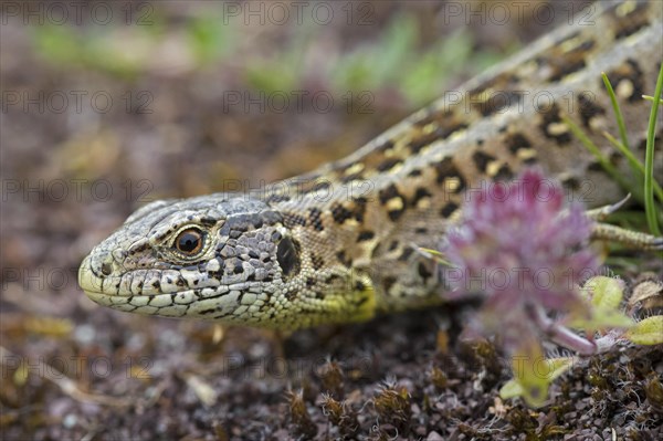 Sand lizard