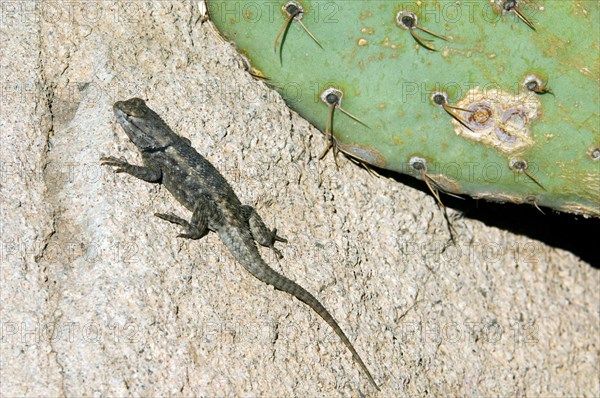 Desert spiny lizard