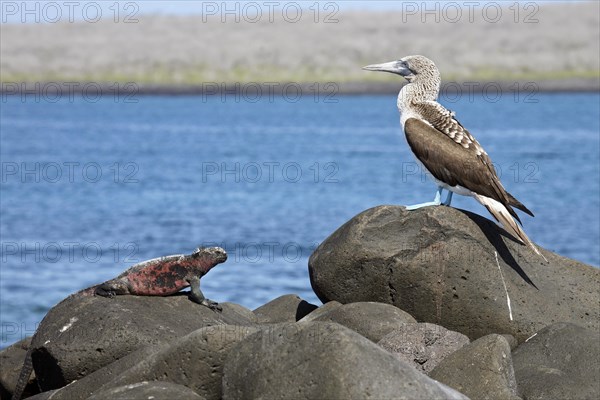 Marine iguana