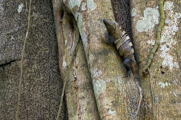 Black spiny-tailed iguana