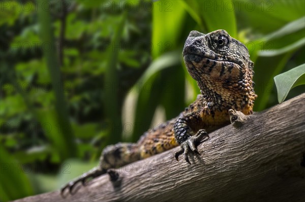 Chinese crocodile lizard