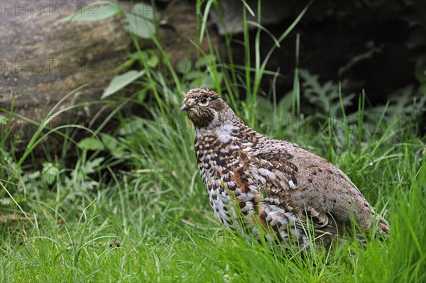 Hazel Grouse