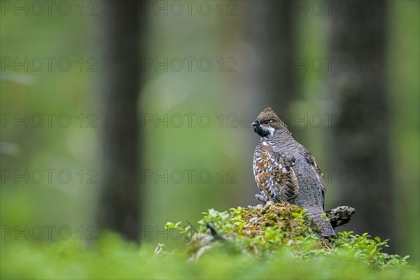 Hazel grouse