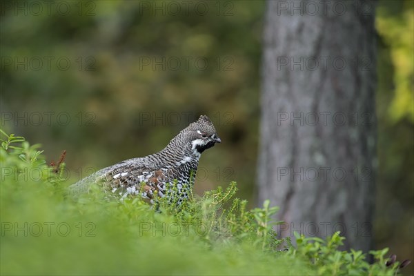 Hazel grouse