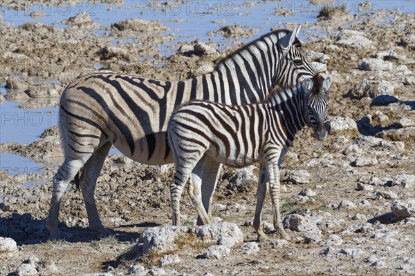 Burchell's zebras