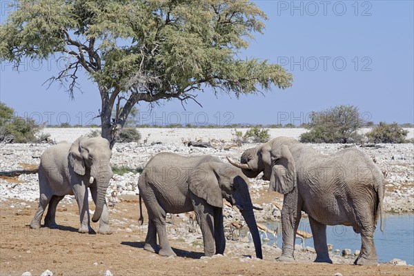 African bush elephants