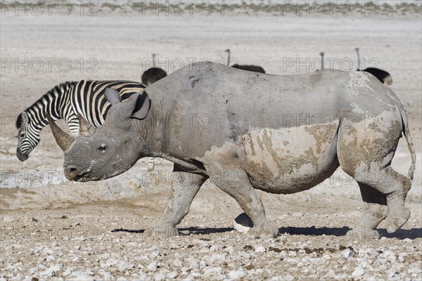 Black rhinoceros