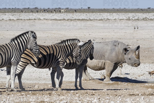 Black rhinoceros